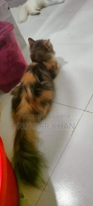 1+ Year Female Purebred Persian