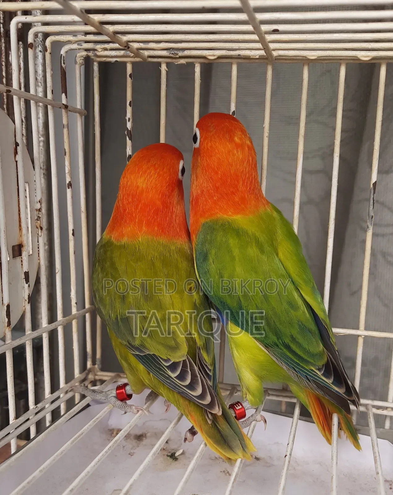 Green Opaline Love Bird