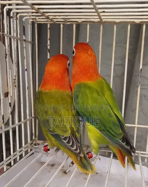 Green Opaline Love Bird