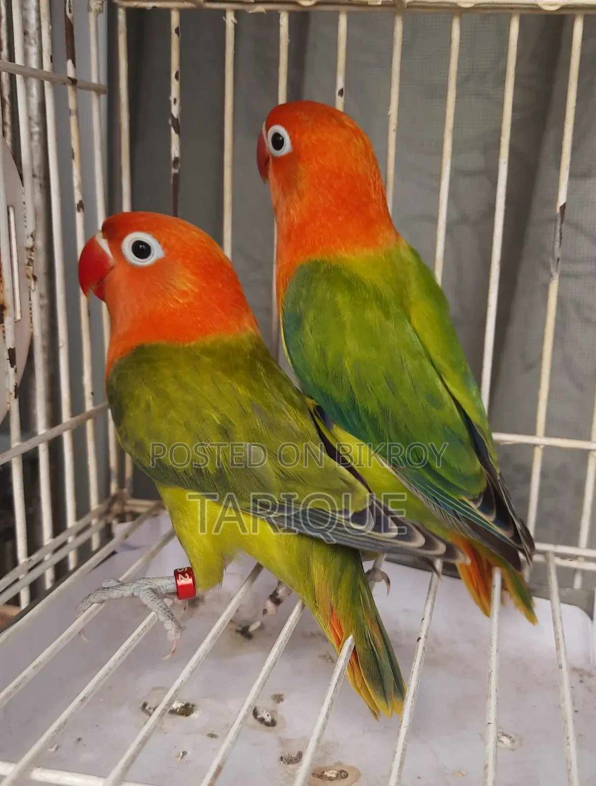 Green Opaline Love Bird