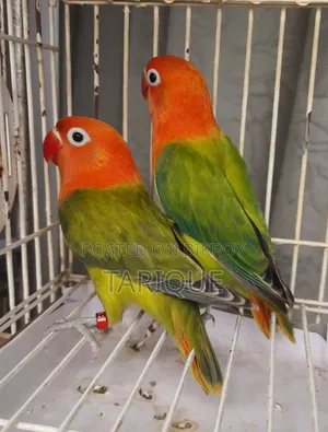 Green Opaline Love Bird