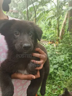 ১-৩ মাস বয়সী ফিমেল পিওরব্রেড জার্মান শেফার্ড