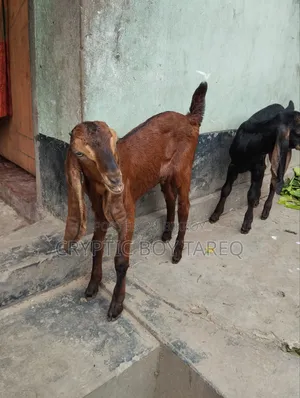 Two Goat Kids