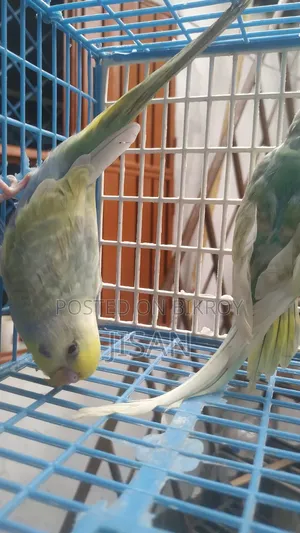 Rainbow Budgerigar Birds