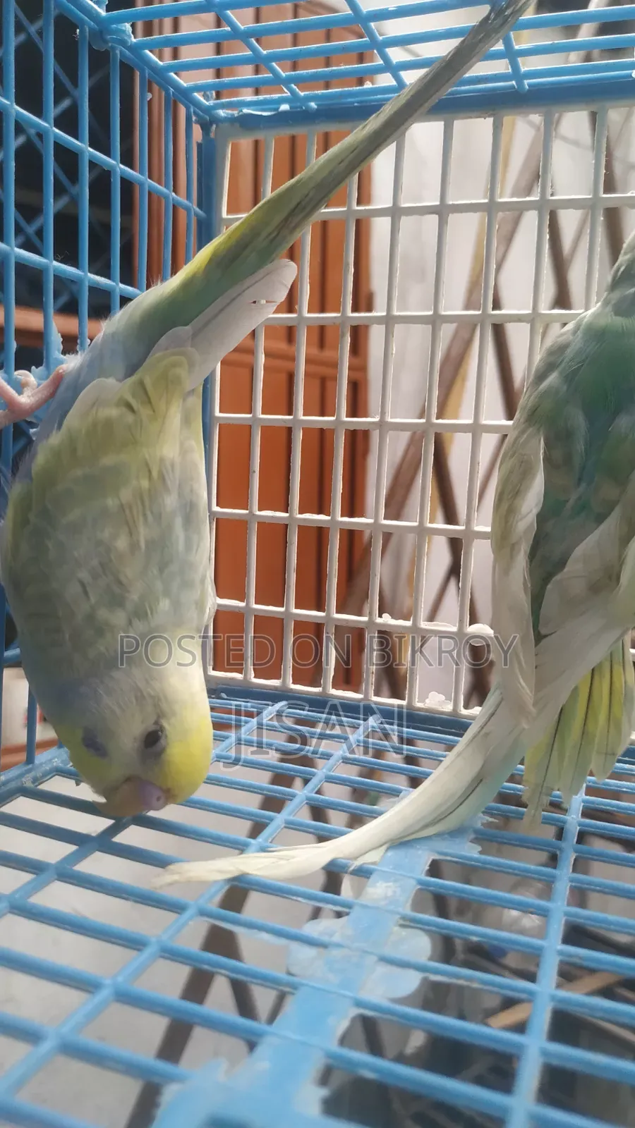 Rainbow Budgerigar Birds
