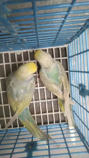 Rainbow Budgerigar Birds