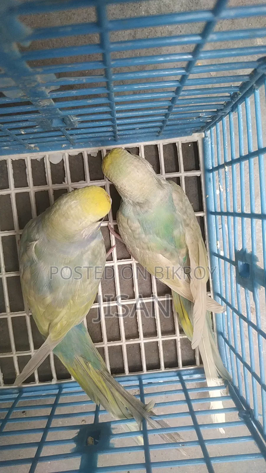 Rainbow Budgerigar Birds