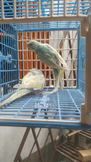 Rainbow Budgerigar Birds