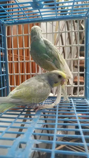 Rainbow Budgerigar Birds