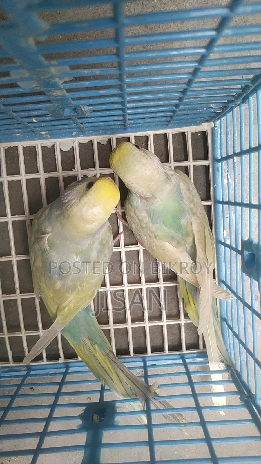 Rainbow Budgerigar Birds