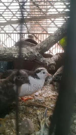 কিং কোয়েল পাখি