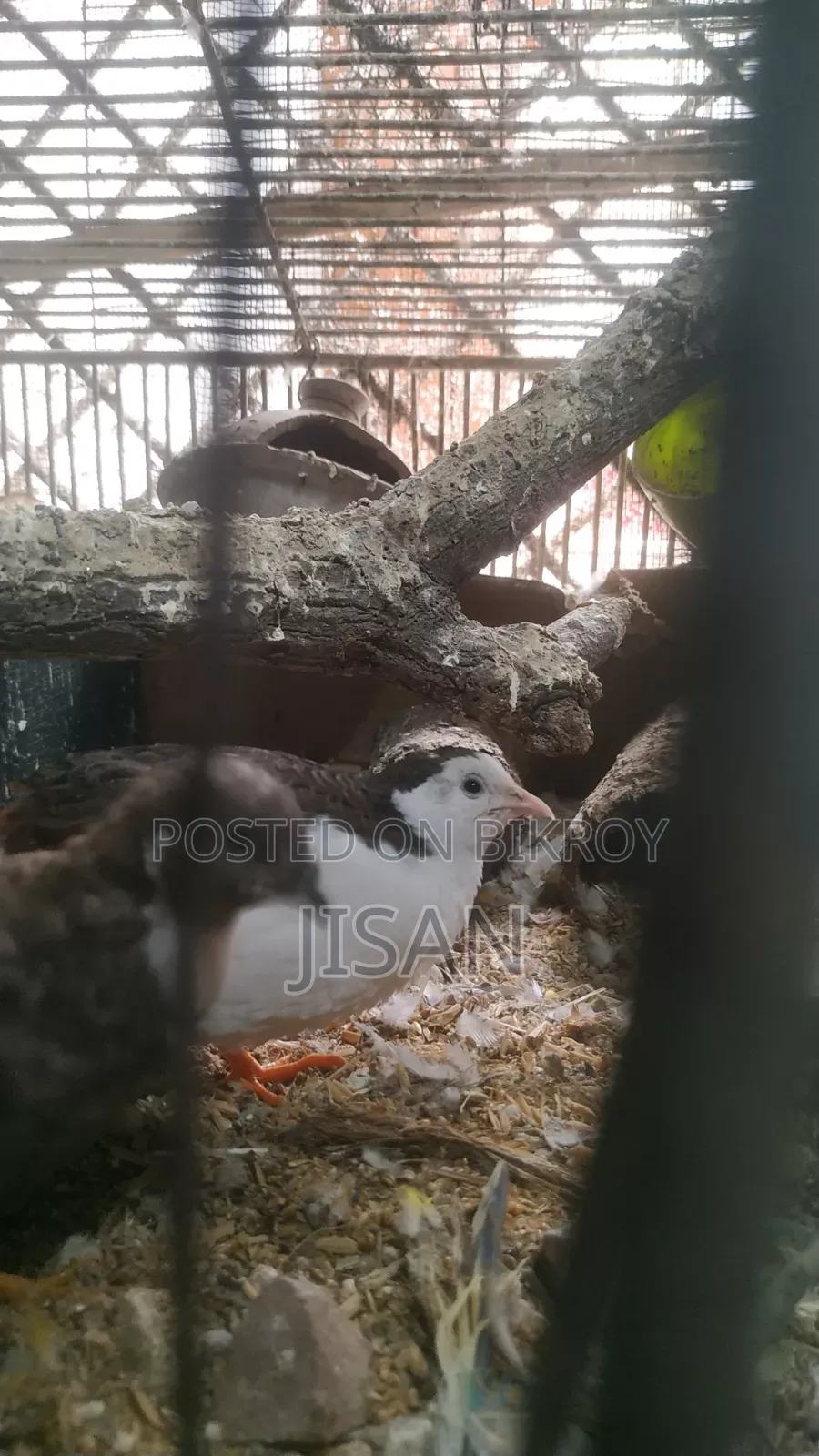 কিং কোয়েল পাখি