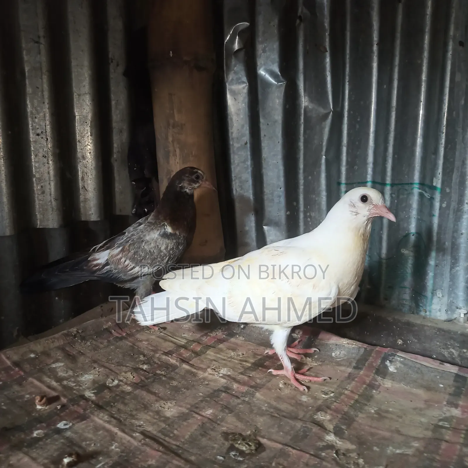 Pigeon Chicks