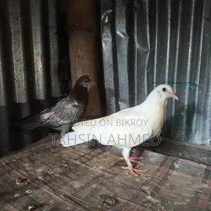 Pigeon Chicks