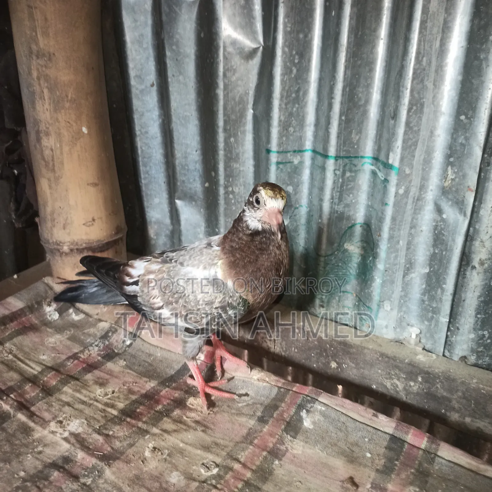 Pigeon Chicks