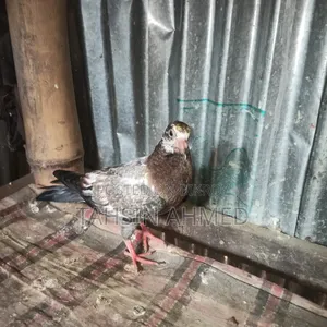 Pigeon Chicks