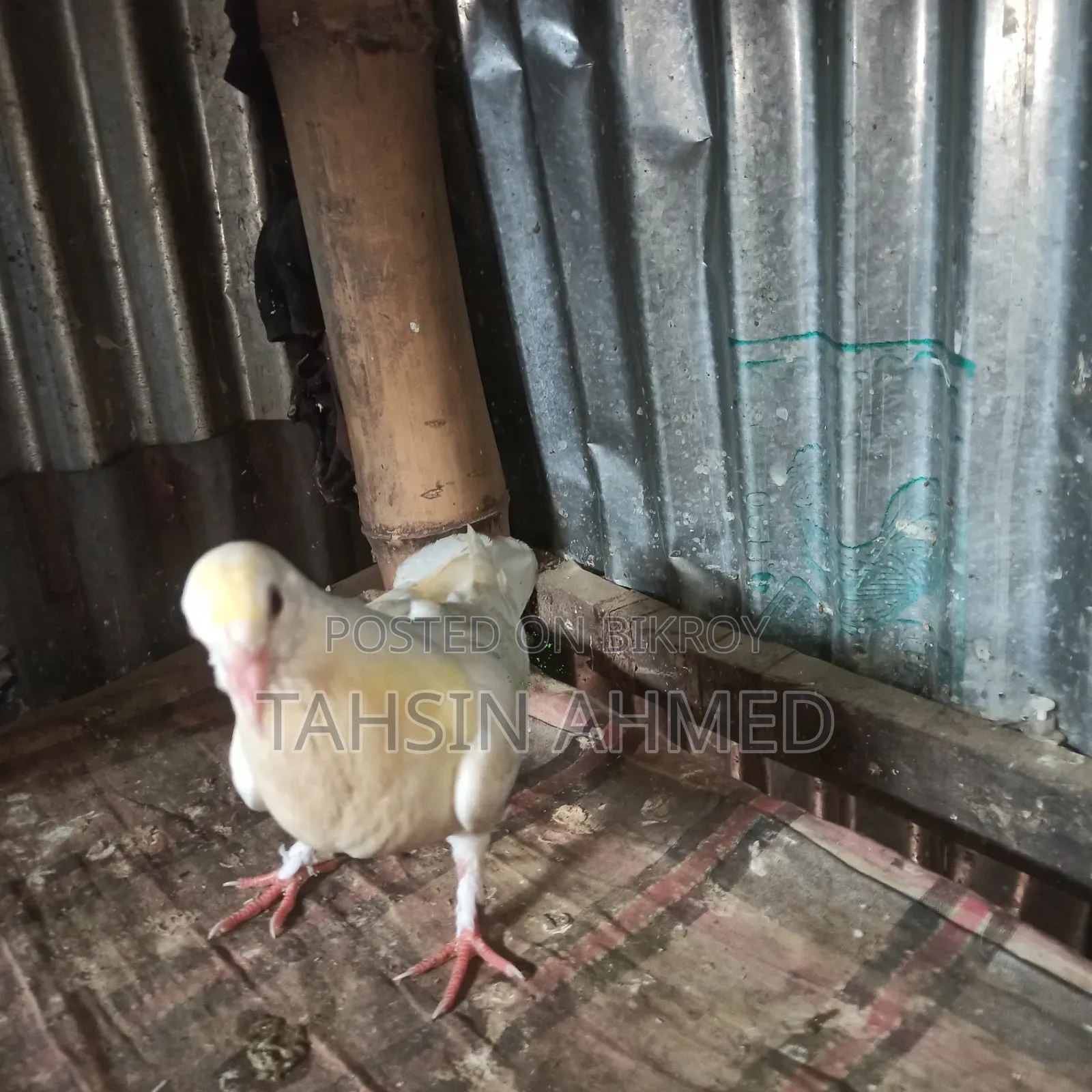 Pigeon Chicks