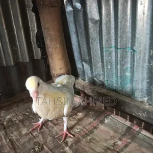 Pigeon Chicks