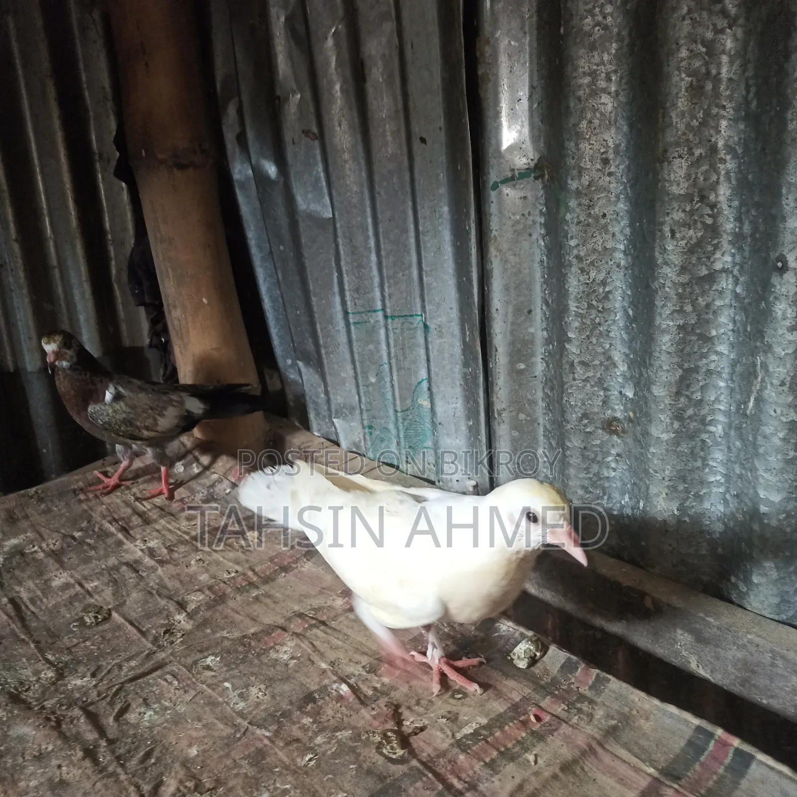 Pigeon Chicks