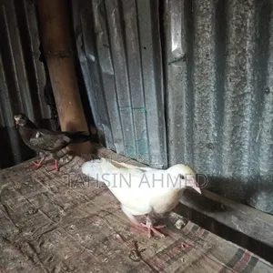 Pigeon Chicks