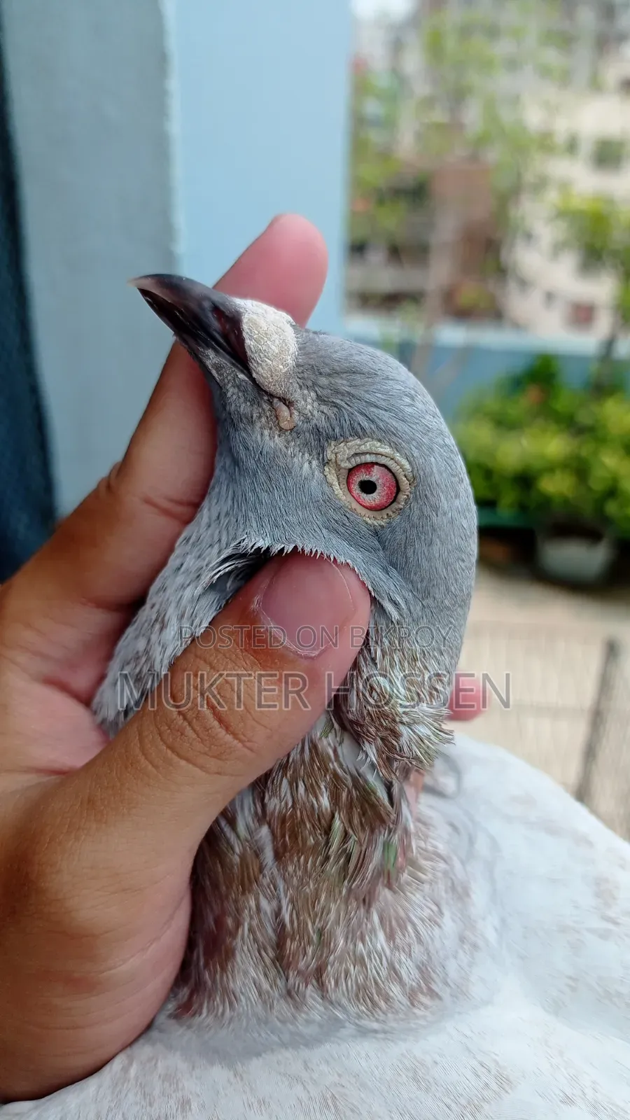 রেসার কবুতর