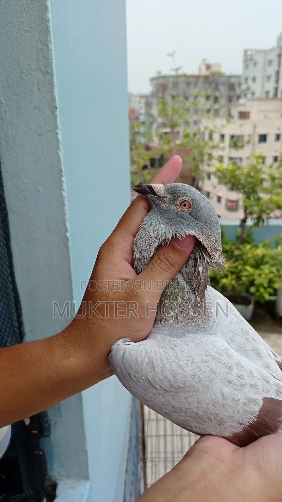 রেসার কবুতর