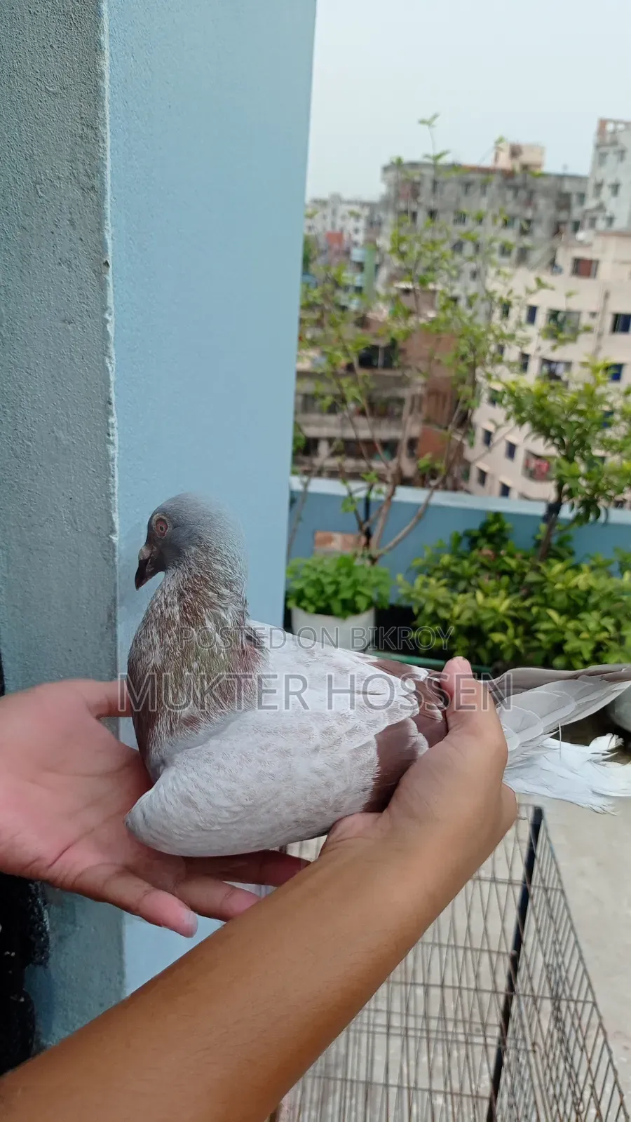 রেসার কবুতর