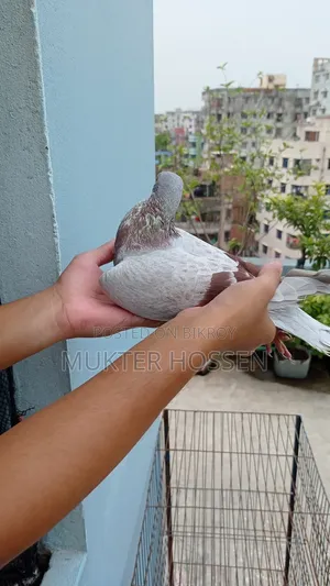 রেসার কবুতর