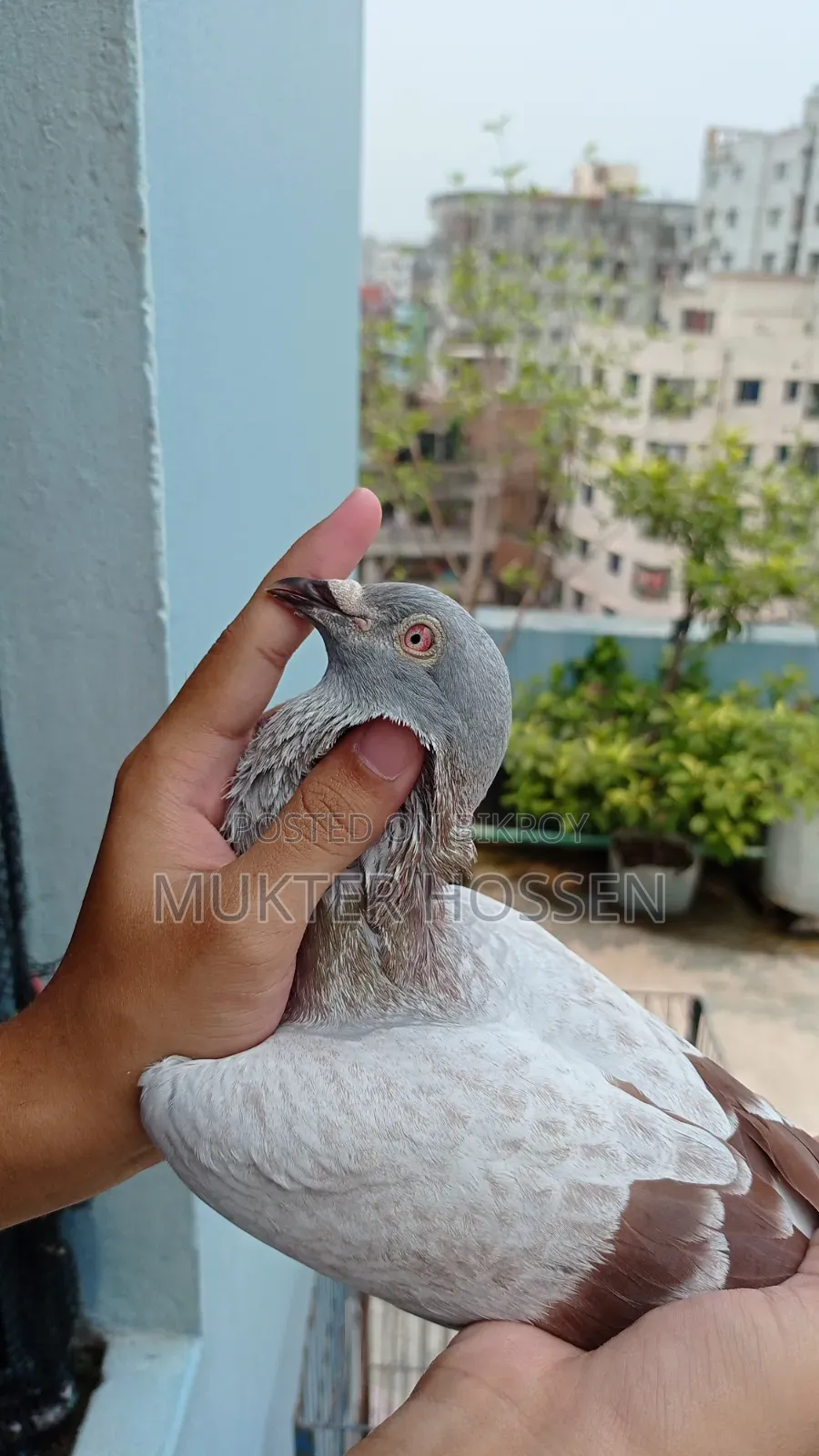 রেসার কবুতর