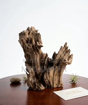 Premium Natural Driftwood For Aquarium, Bonsai Home Decor
