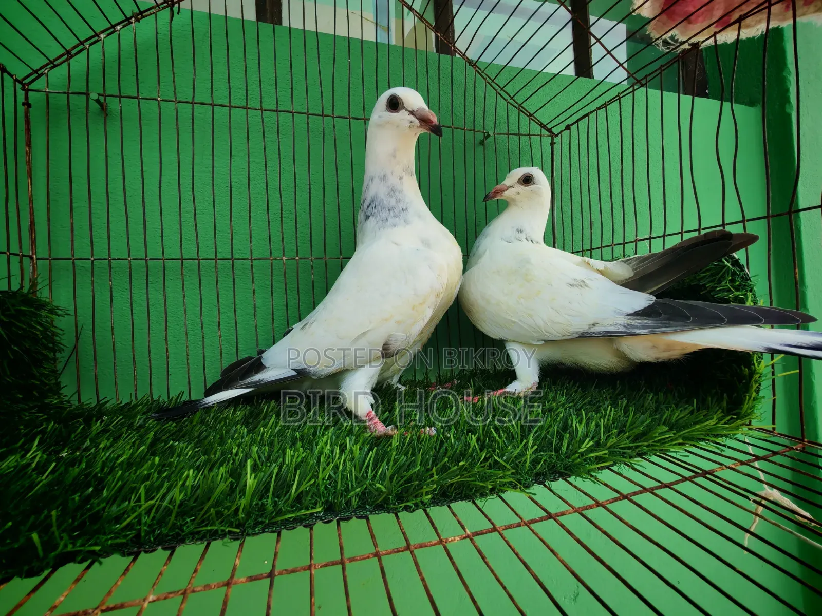 গ্রিজেল রেসার বেবী। বিগ সাইজ