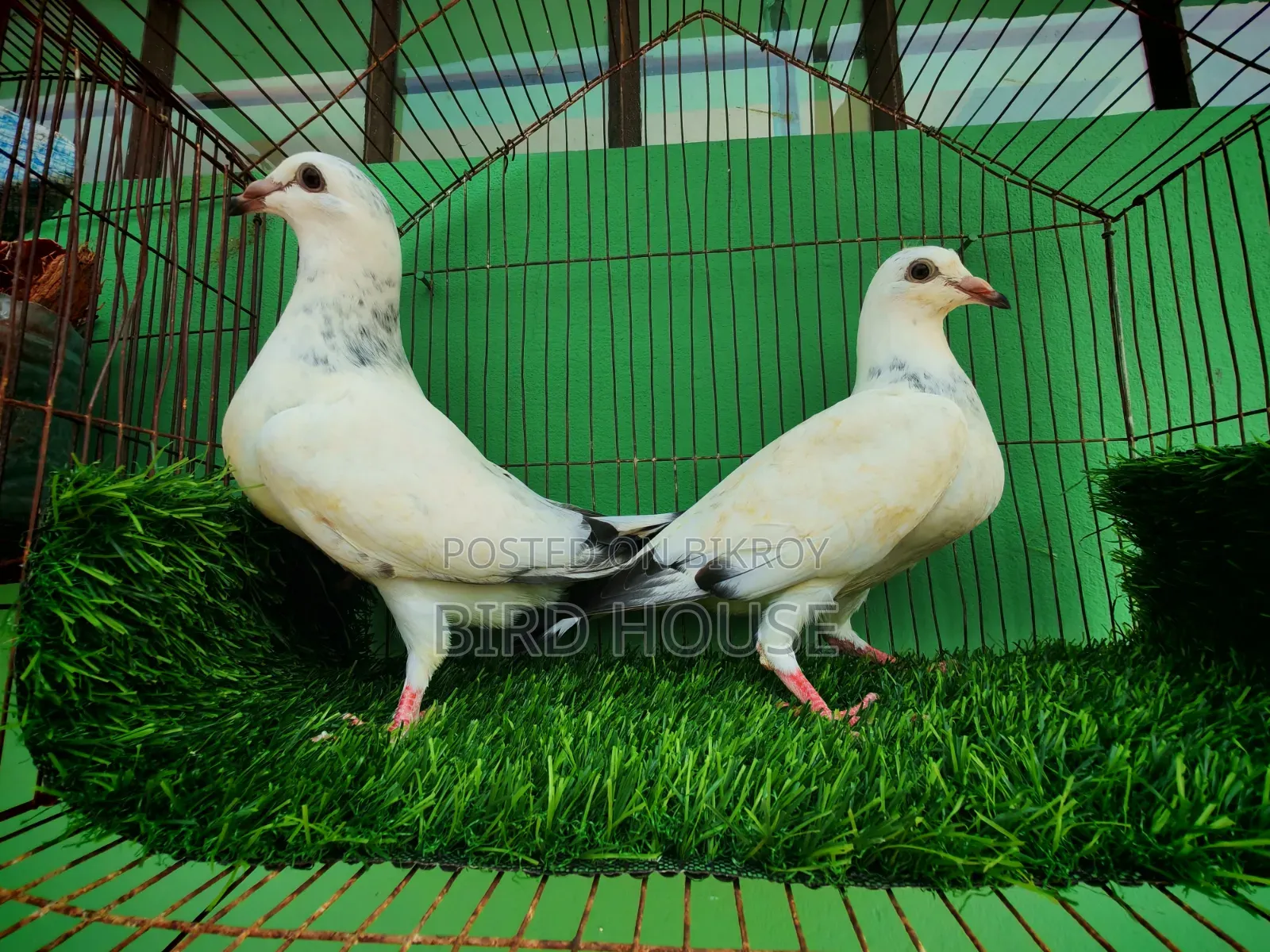 গ্রিজেল রেসার বেবী। বিগ সাইজ