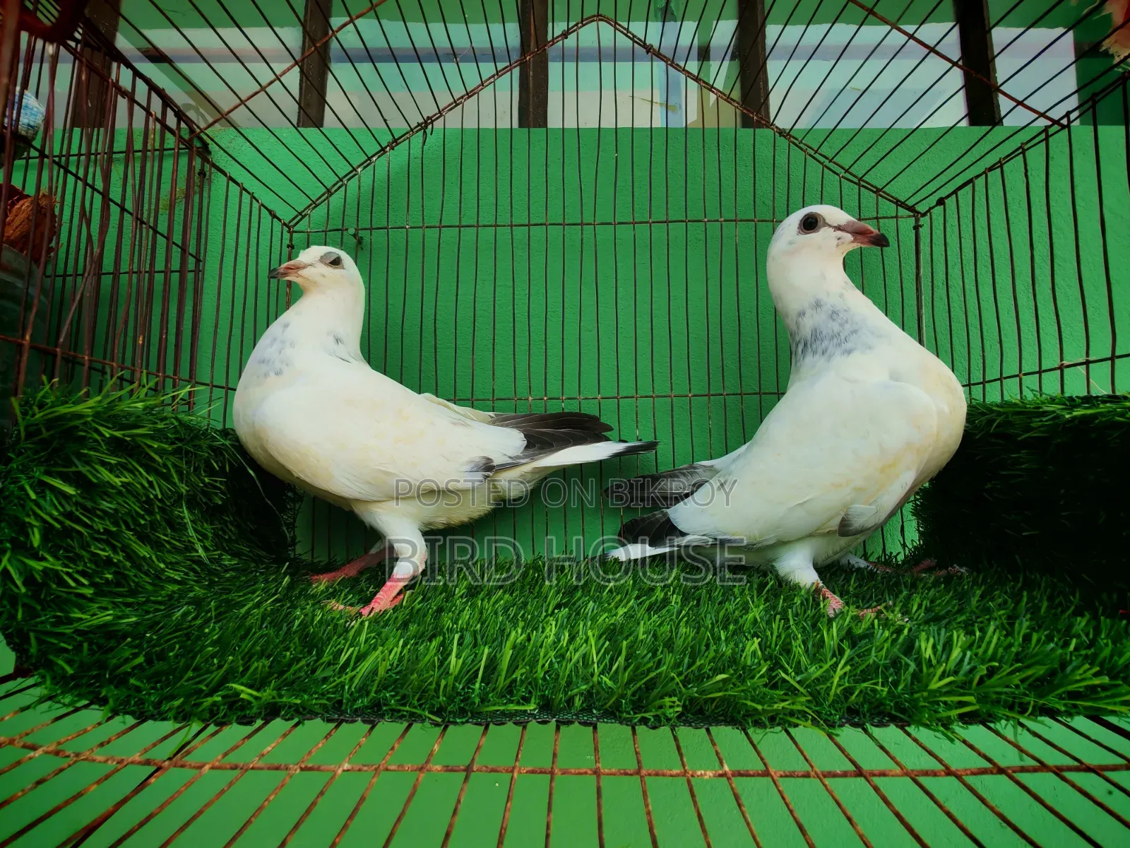 গ্রিজেল রেসার বেবী। বিগ সাইজ