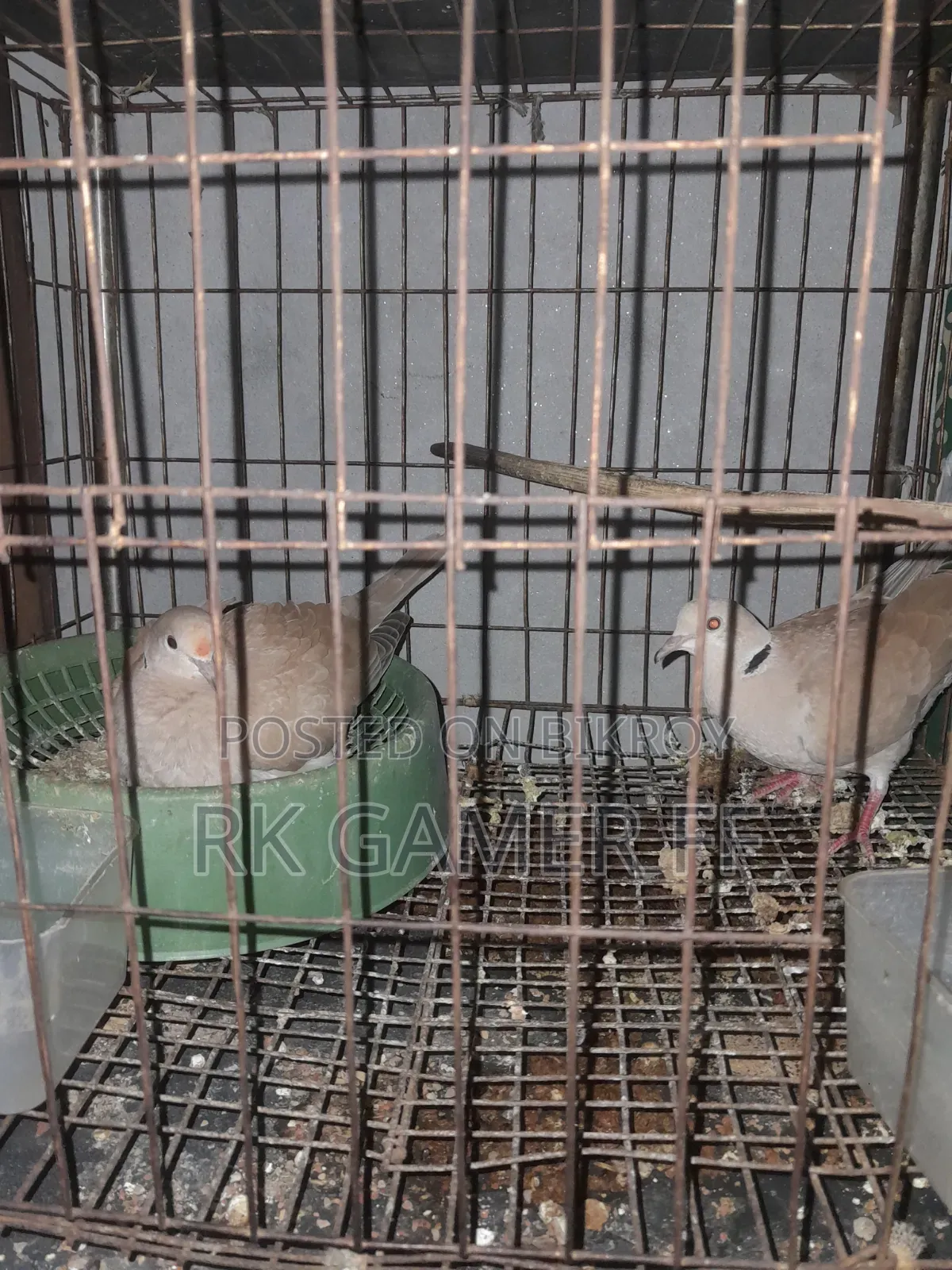 Diamond dove