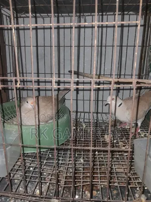 Diamond dove