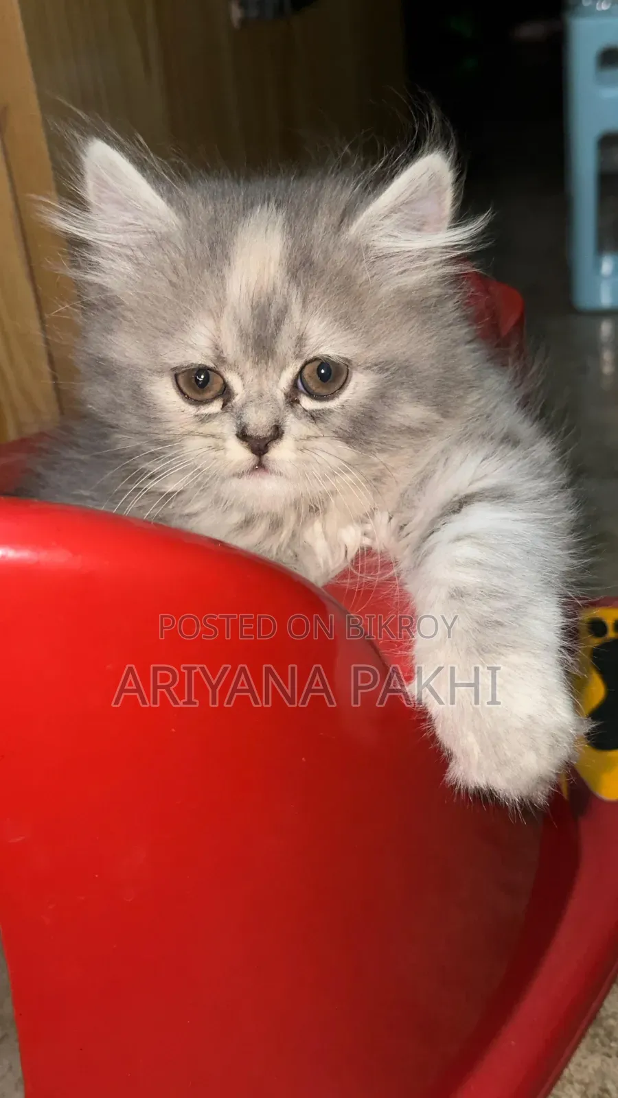 1-3 Months Male Purebred Persian