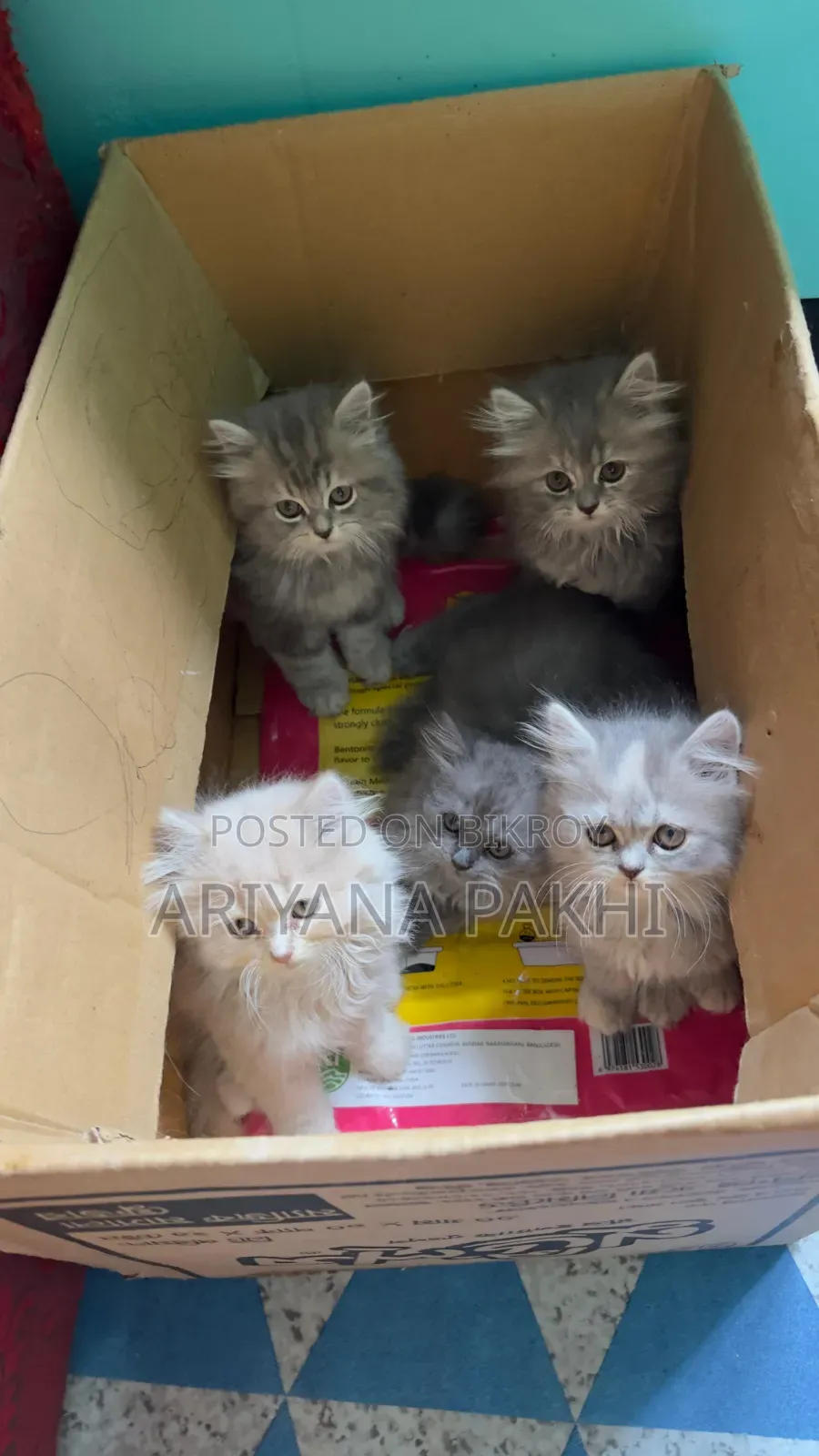 1-3 months Male Purebred Persian