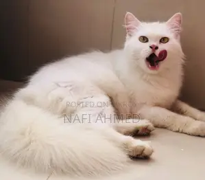 ৬-১২ মাসের ফিমেল পিওর পার্সিয়ান বিড়াল