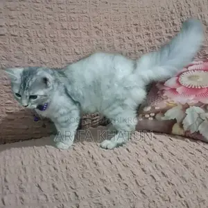 3-6 Months Female Mixed Breed Persian