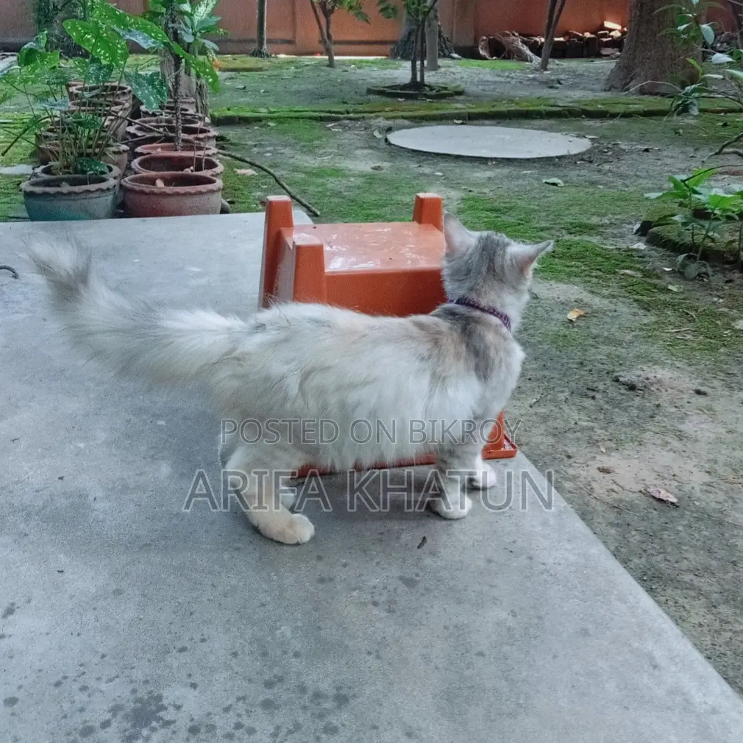 3-6 Months Female Mixed Breed Persian