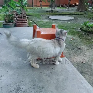 3-6 Months Female Mixed Breed Persian
