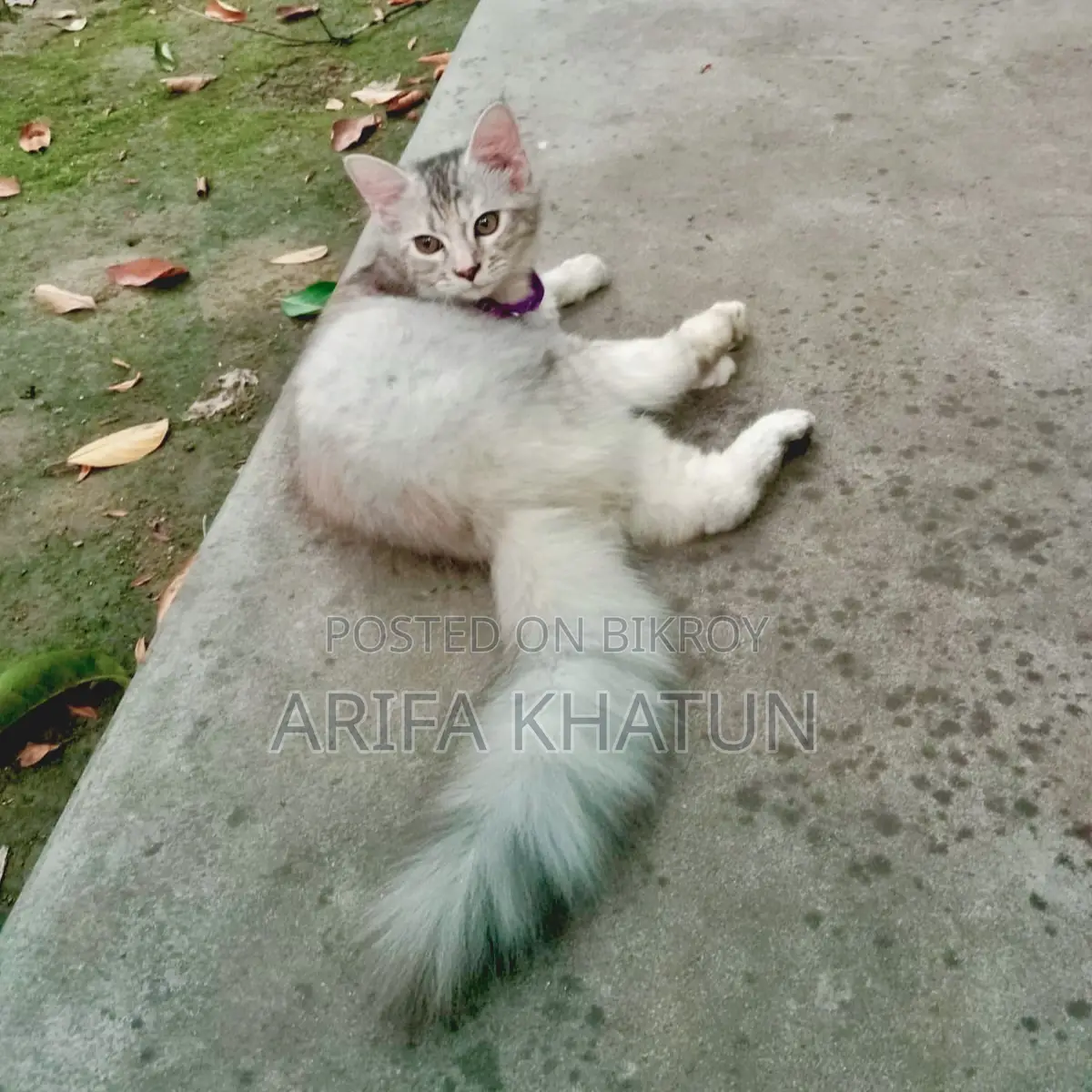 3-6 Months Female Mixed Breed Persian
