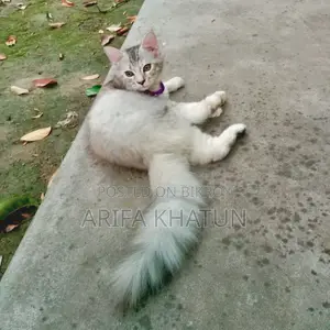 3-6 Months Female Mixed Breed Persian