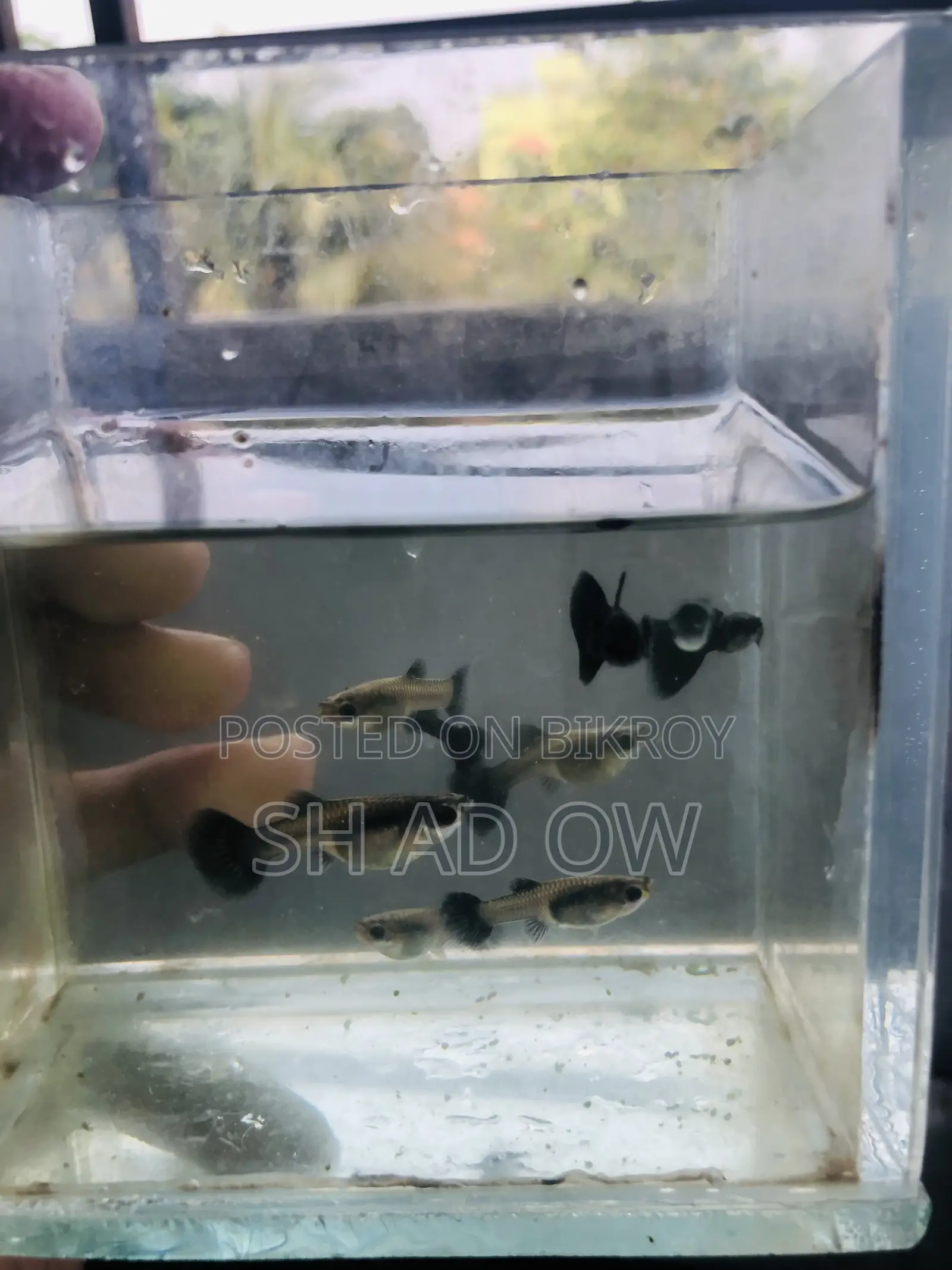 Black Moscow Guppy