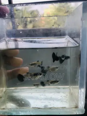 Black Moscow Guppy