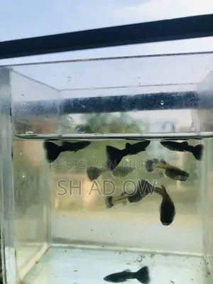 Black Moscow Guppy