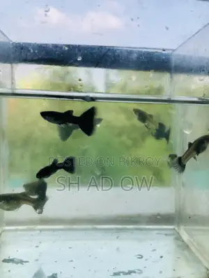 Black Moscow Guppy