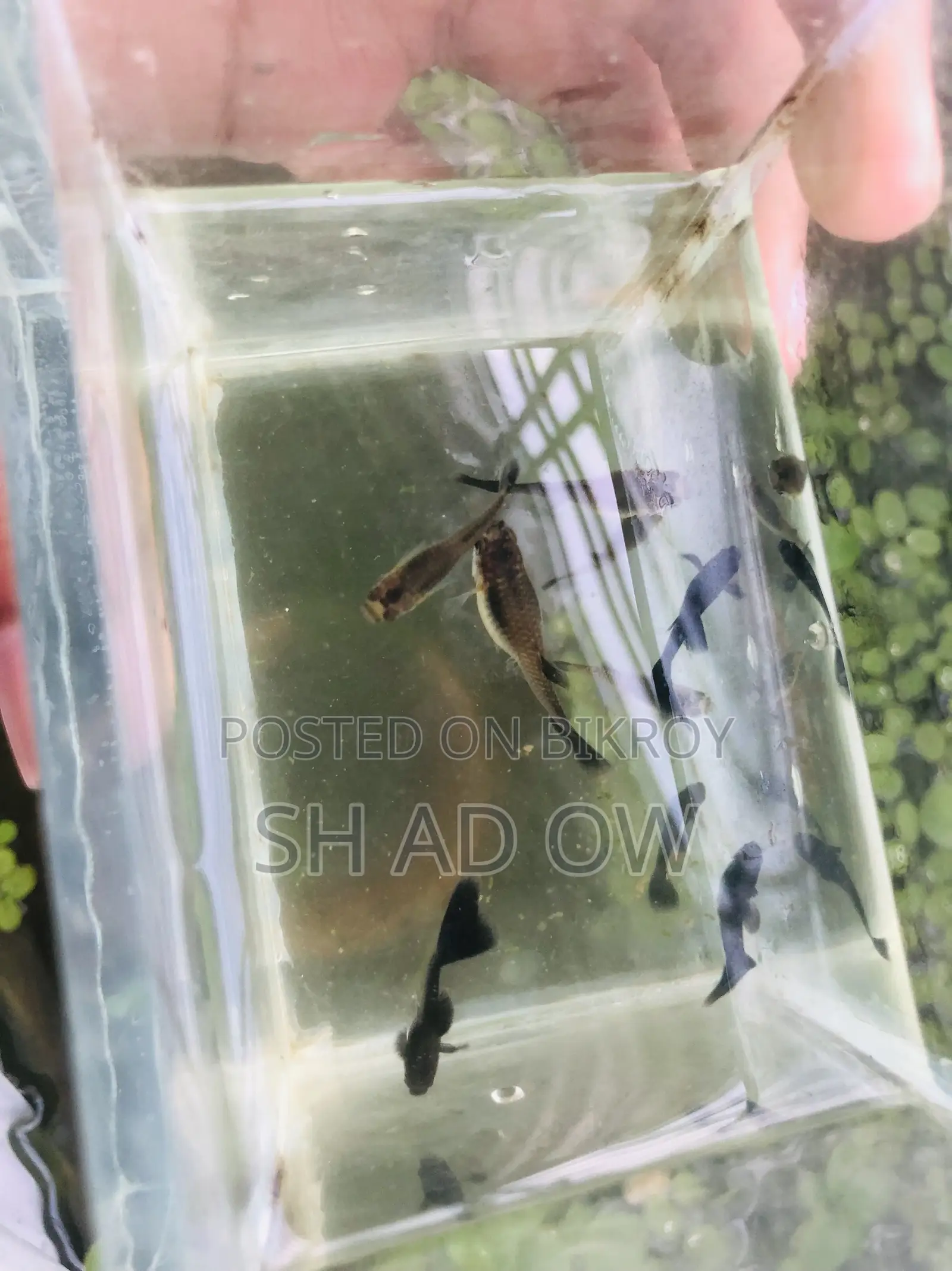 Black Moscow Guppy