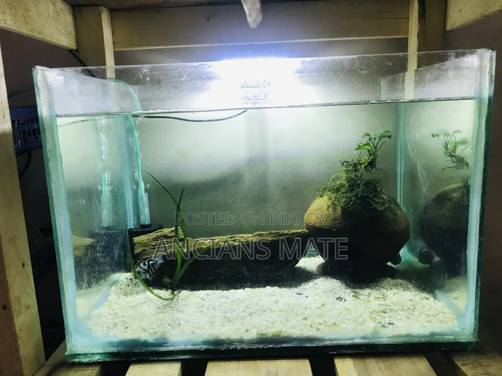 Aquarium and Stand