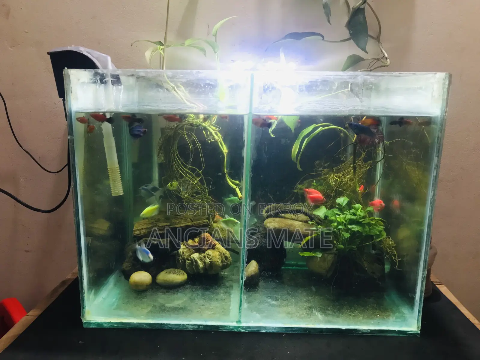 Aquarium and Stand